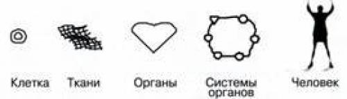 Продукты для омоложения. 5 продуктов для омоложения организма и снижения веса