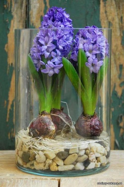 Как вырастить тюльпаны дома без земли. Выращивание тюльпанов без земли