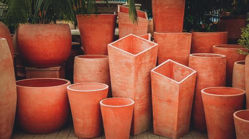 Как посадить дерево инструкция. Как правильно сажать Толстянку в домашних условиях