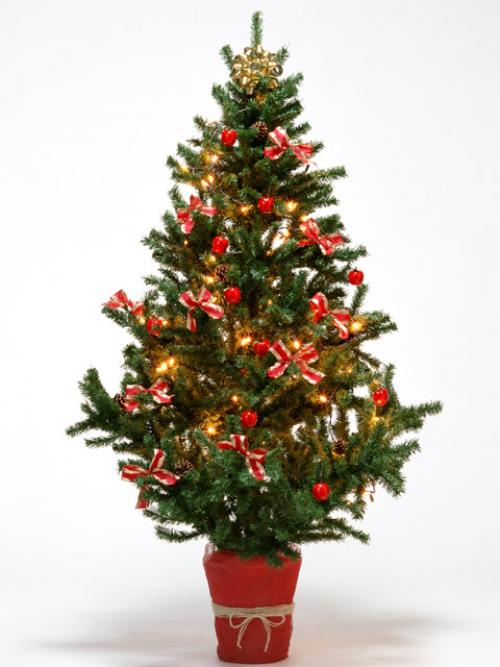 Как посадить елку в горшок. Как вырастить ёлку в горшке