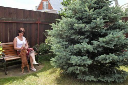 Как посадить елку из леса. Высадка на новое место