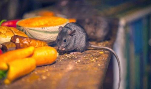 Как закрыть продухи от грызунов. Мыши в частном доме