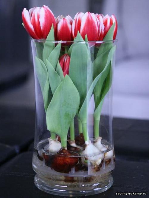 Выгонка тюльпанов на гидропонике