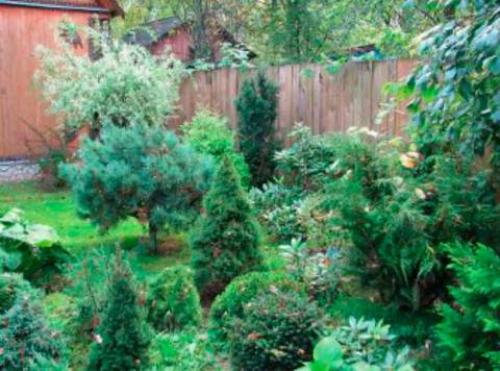 Можно ли сажать ель в ноябре. Посадка и пересадка хвойных осенью