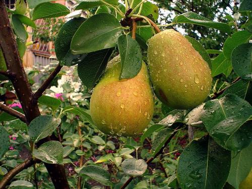 Как правильно посадить плодовое дерево. Наилучшая совместимость плодовых деревьев и кустарников 02