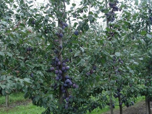 Как правильно посадить плодовое дерево. Наилучшая совместимость плодовых деревьев и кустарников 04