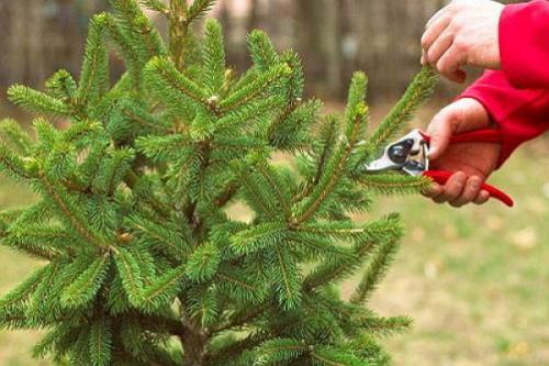 Как посадить елку из леса. Высадка на новое место