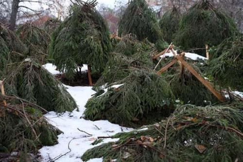 Как посадить елку из леса. Высадка на новое место