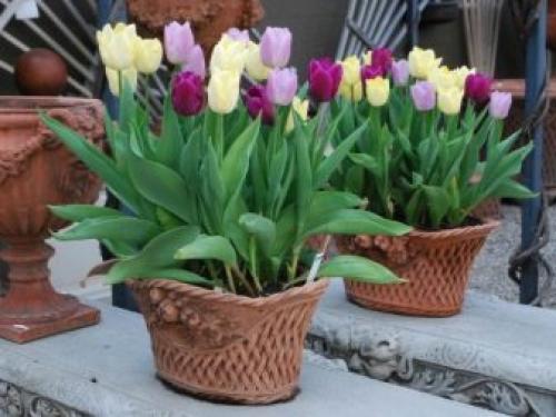 Как вырастить тюльпаны дома в горшке зимой. Как посадить тюльпаны в домашних условиях? 12