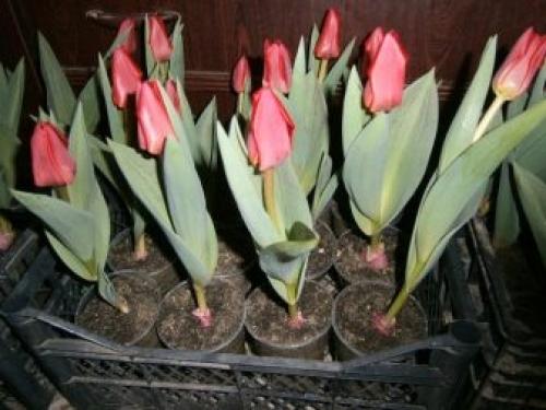 Как вырастить тюльпаны дома в горшке зимой. Как посадить тюльпаны в домашних условиях? 10