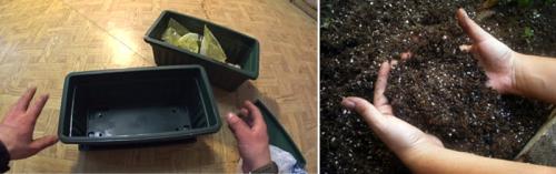 Как вырастить тюльпаны в квартире зимой. Волшебная клумба на подоконнике: как посадить и вырастить тюльпаны в домашних условиях