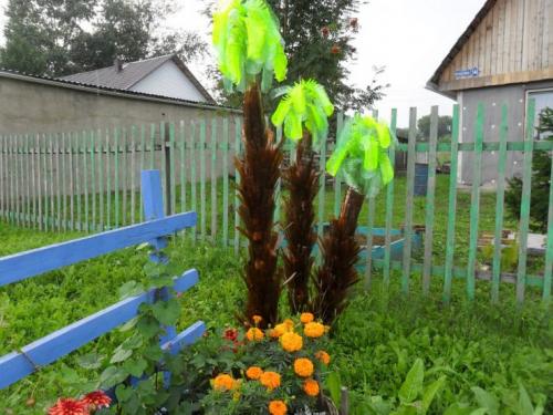 Мини пальма из пластиковых бутылок. Пальма из бутылок —, как сделать стильное украшение из пластиковой тары (67 фото + видео)