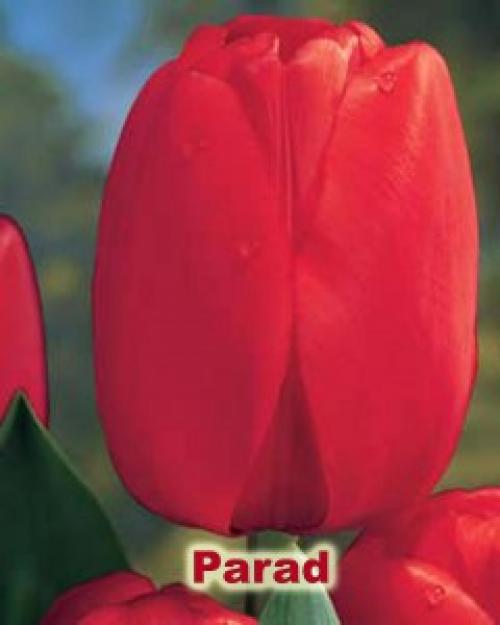 Как вырастить тюльпаны дома в горшке зимой. Как посадить тюльпаны в домашних условиях?