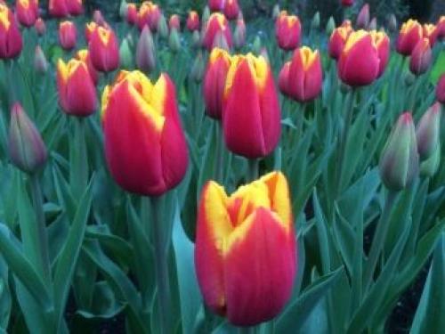 Как вырастить тюльпаны дома в горшке зимой. Как посадить тюльпаны в домашних условиях? 09