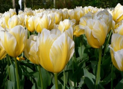 Как вырастить тюльпаны дома в горшке зимой. Как посадить тюльпаны в домашних условиях? 11