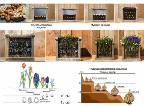 Как вырастить тюльпаны в квартире зимой. Волшебная клумба на подоконнике: как посадить и вырастить тюльпаны в домашних условиях