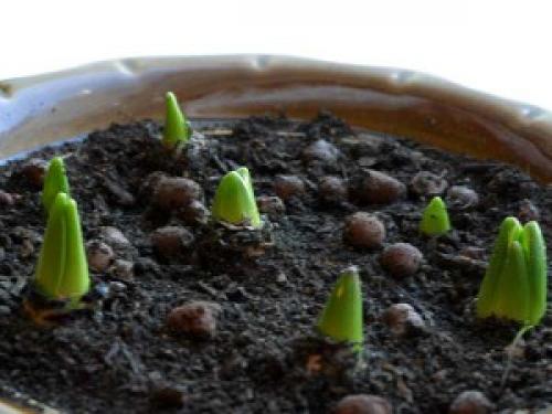 Как вырастить тюльпаны дома в горшке зимой. Как посадить тюльпаны в домашних условиях?