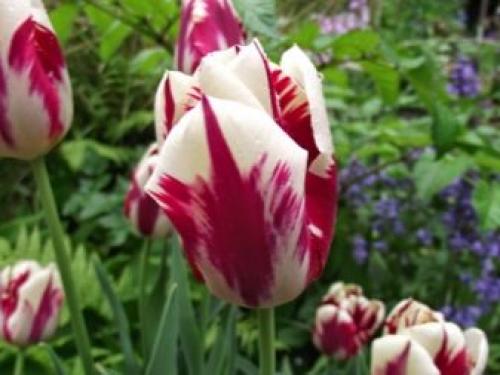 Как вырастить тюльпаны дома в горшке зимой. Как посадить тюльпаны в домашних условиях? 13