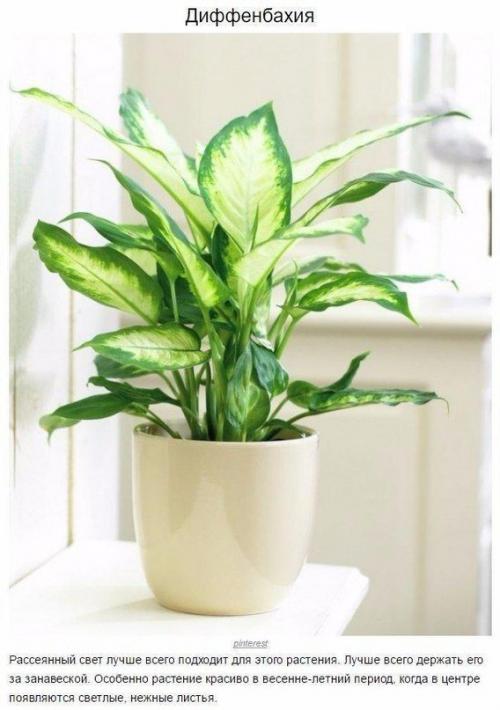 9 домашних растений, которые смогут выжить даже в самом тёмном углу 02