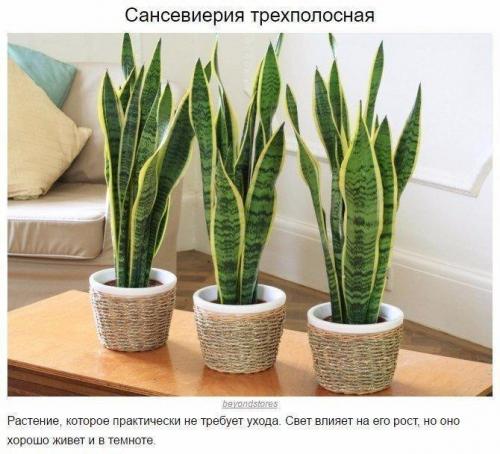 9 домашних растений, которые смогут выжить даже в самом тёмном углу 06