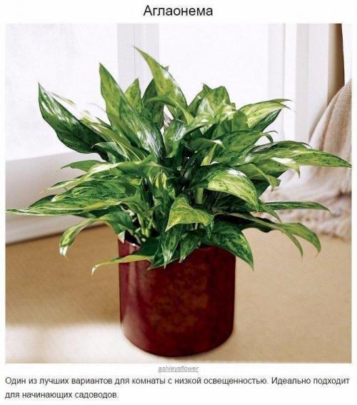 9 домашних растений, которые смогут выжить даже в самом тёмном углу 04