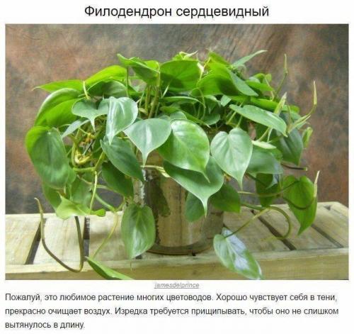 9 домашних растений, которые смогут выжить даже в самом тёмном углу 07