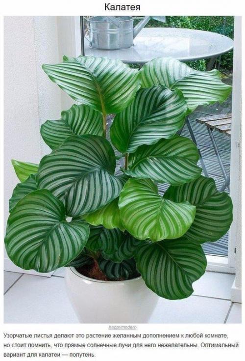 9 домашних растений, которые смогут выжить даже в самом тёмном углу 03