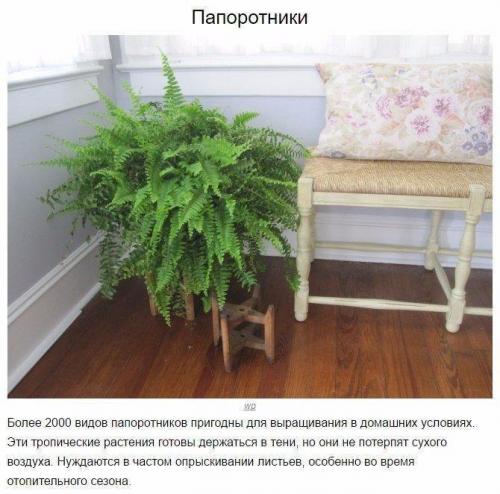 9 домашних растений, которые смогут выжить даже в самом тёмном углу 05