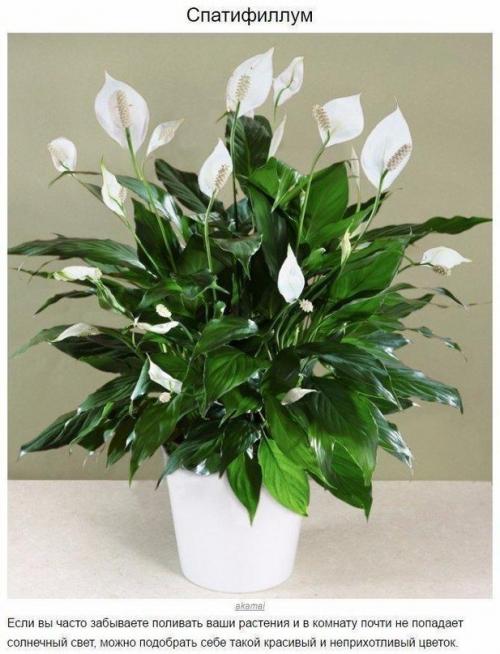 9 домашних растений, которые смогут выжить даже в самом тёмном углу 01