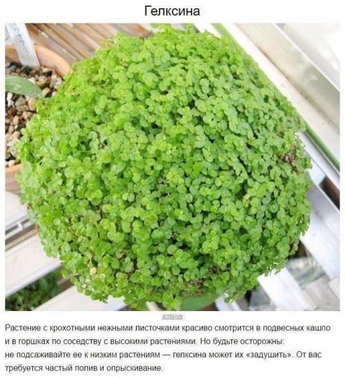 9 домашних растений, которые смогут выжить даже в самом тёмном углу 08