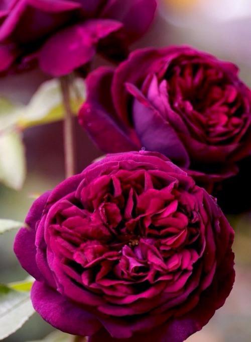 Вкусные ягодные оттенки 02