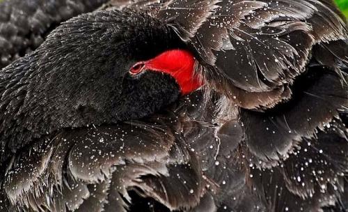 Красота чёрного лебедя 02