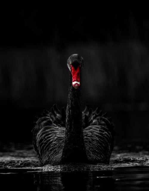 Красота чёрного лебедя 04