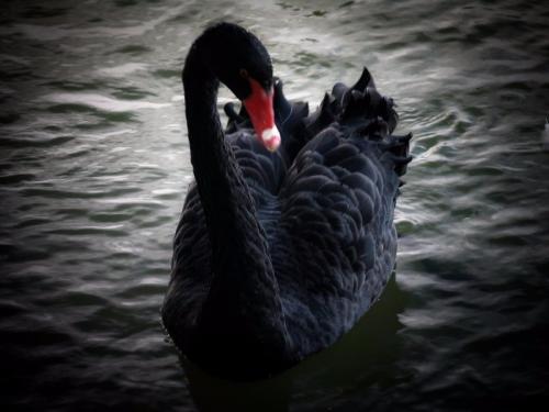 Красота чёрного лебедя 03