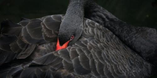 Красота чёрного лебедя 05