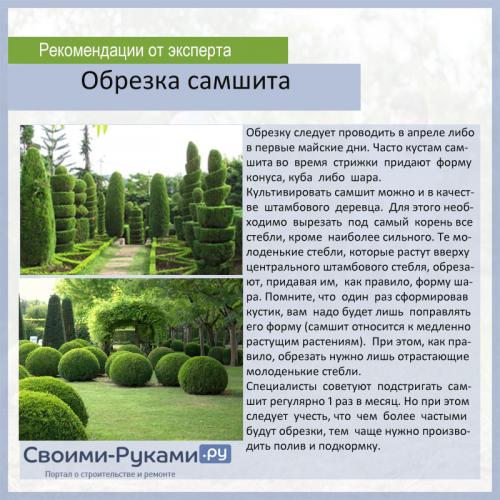 Как кустарники стричь правильно. Сроки обрезки 02 Как кустарники стричь правильно. Сроки обрезки 02