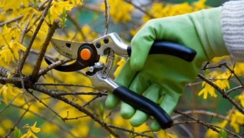 Как кустарники стричь правильно. Сроки обрезки 03 Как кустарники стричь правильно. Сроки обрезки 03