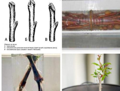 Как вырастить гранат на огороде. Правила заготовки и посадки черенков