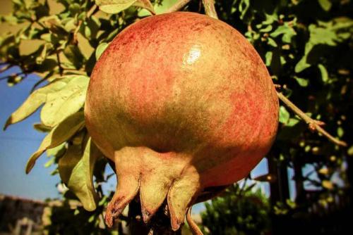 Выращивание граната в крыму. Выращивание граната на ЮБК