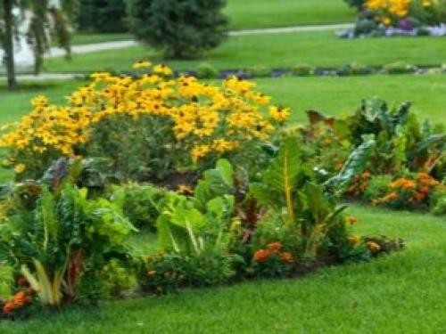 Многолетники для миксбордера. Планировка смешанного бордюра 11