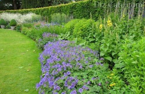 Многолетники для миксбордера. Планировка смешанного бордюра 01
