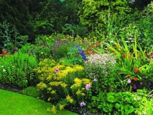 Многолетники для миксбордера. Планировка смешанного бордюра 09