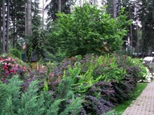 Многолетники для миксбордера. Планировка смешанного бордюра 14