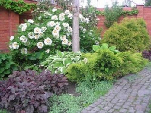 Многолетники для миксбордера. Планировка смешанного бордюра 13