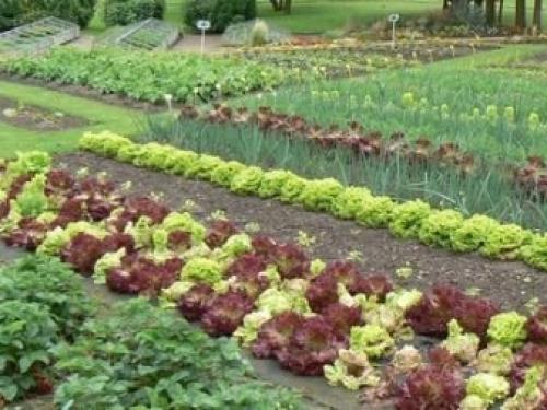 Многолетники для миксбордера. Планировка смешанного бордюра 12