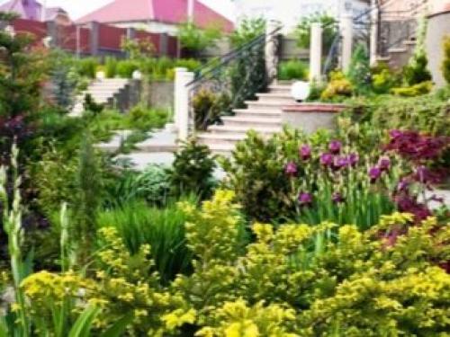 Многолетники для миксбордера. Планировка смешанного бордюра 04