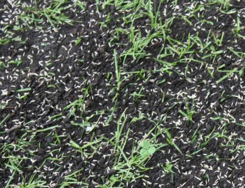 Газон перед домом дизайн. Красивый газон: фото идеи безупречного оформления газона своими руками