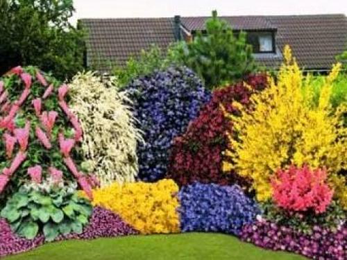 Многолетники для миксбордера. Планировка смешанного бордюра 15