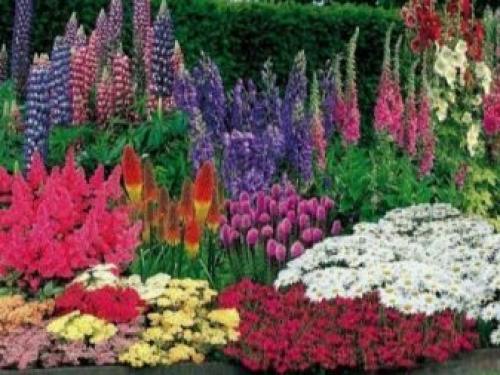 Многолетники для миксбордера. Планировка смешанного бордюра 16