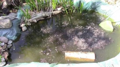 Как очистить деревенский пруд. Как очистить водоем: подробное описание, как своими руками очистить быстро и просто водоем (130 фото + видео)